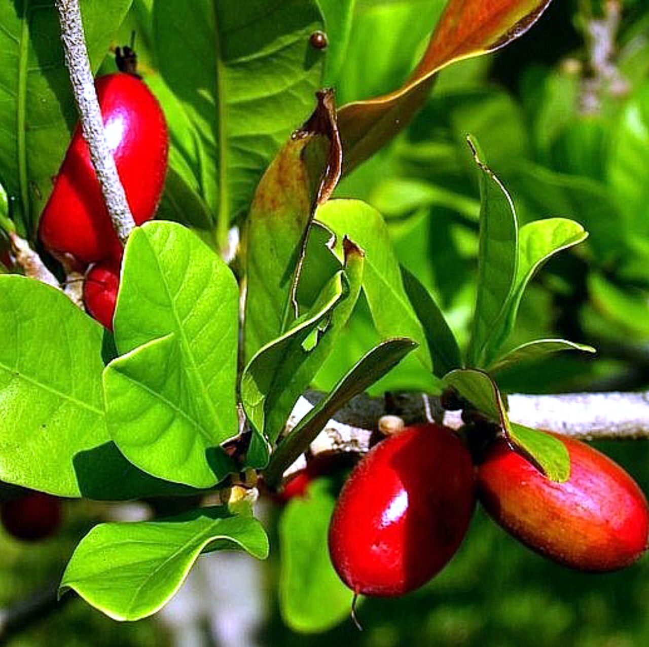 Плоды чудо дерева 5 букв. Магический фрукт – синсепалум. Synsepalum dulcificum. Магический фрукт (Synsepalum dulcificum). Синсепалум дерево.